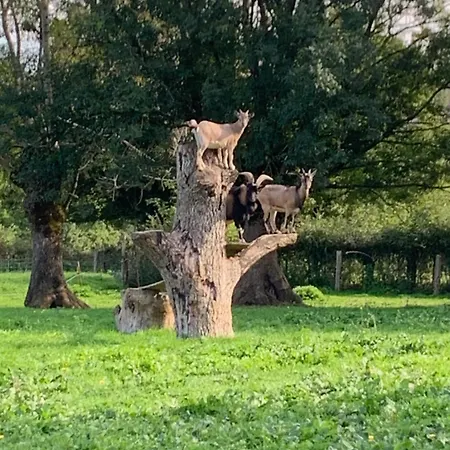 A La Ferme - Activites A La Ferme - Vue Sur Les Animaux Holiday home Saint-Pardoux (Deux-Sevres)