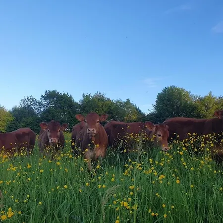 A La Ferme - Activites A La Ferme - Vue Sur Les Animaux *