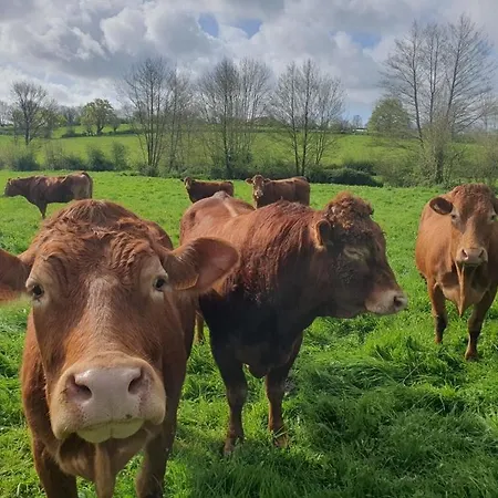 à La Ferme - Activités à La Ferme - Vue Sur Les Animaux Saint-Pardoux (Deux-Sevres)