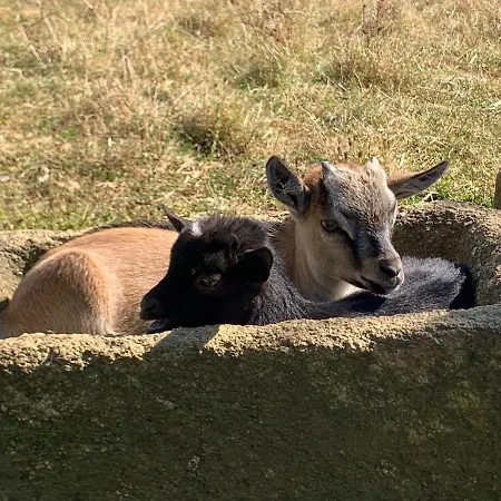 Holiday home A La Ferme - Activites A La Ferme - Vue Sur Les Animaux Saint-Pardoux (Deux-Sevres)