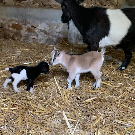A La Ferme - Activites A La Ferme - Vue Sur Les Animaux Saint-Pardoux (Deux-Sevres)