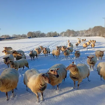 à La Ferme - Activités à La Ferme - Vue Sur Les Animaux *