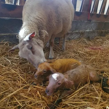 Hébergement de vacances à La Ferme - Activités à La Ferme - Vue Sur Les Animaux *