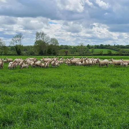 A La Ferme - Activites A La Ferme - Vue Sur Les Animaux * Saint-Pardoux (Deux-Sevres)