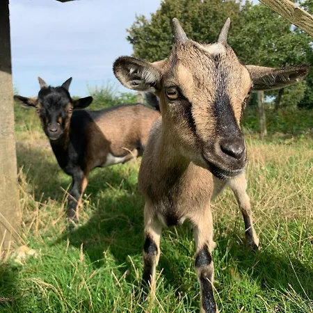 à La Ferme - Activités à La Ferme - Vue Sur Les Animaux Hébergement de vacances Saint-Pardoux (Deux-Sevres)