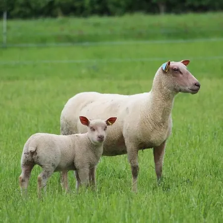 Hébergement de vacances à La Ferme - Activités à La Ferme - Vue Sur Les Animaux Saint-Pardoux (Deux-Sevres)